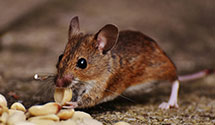 24 Hour & Emergency Exterminators in Carvel Beach, MD
